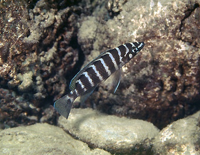 Neolamprologus cylindricus 'Kerenge Island'